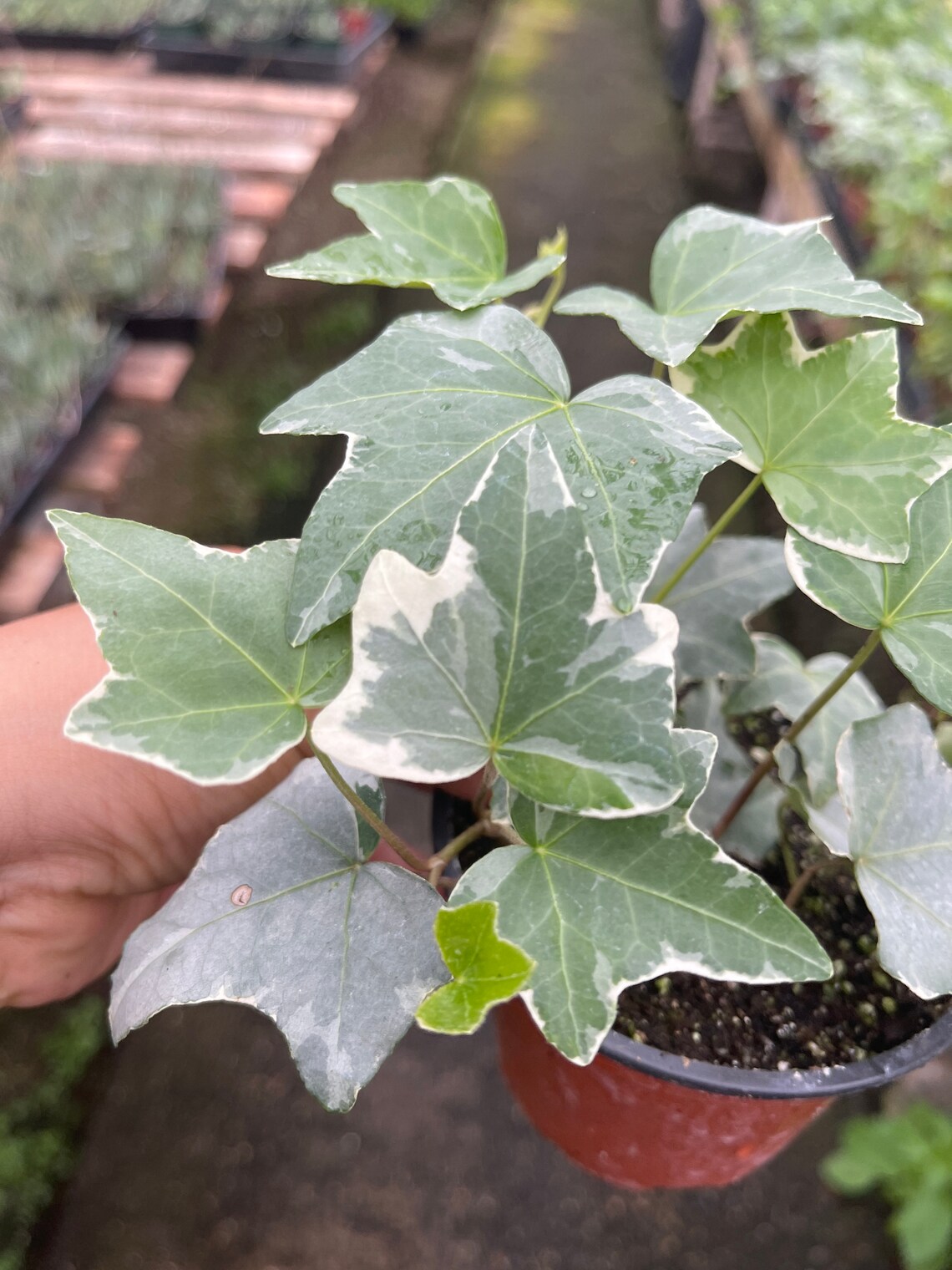 4 pot Variegated white English ivy Etsy