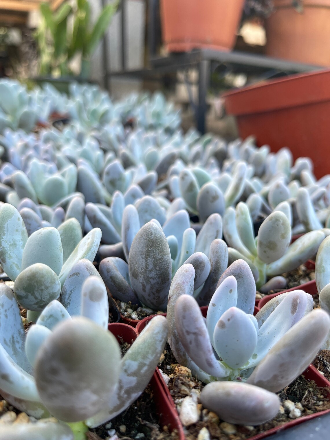 Pink Moonstone Succulent 2 Pot Etsy