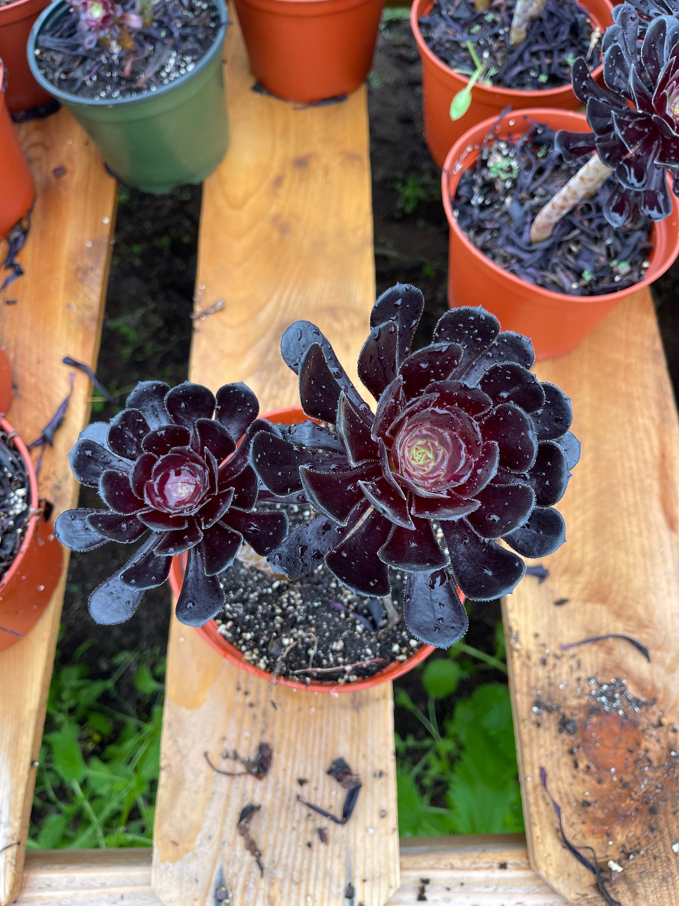 6 Aeonium Black Rose Live Plant 2plants per Pot - Etsy