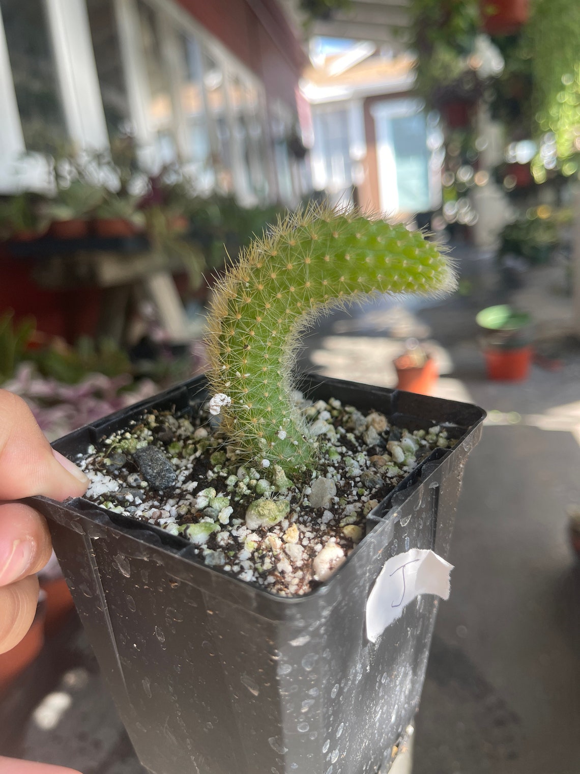 Monkey Tail Cactus 4 pot Etsy