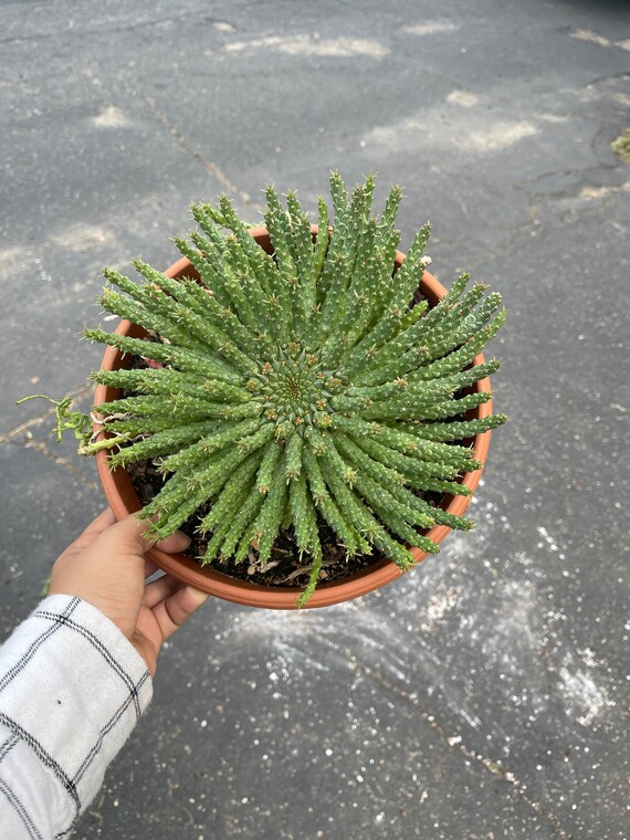 Euphorbia Flanaganii Euphorbia Medusa Head - Etsy