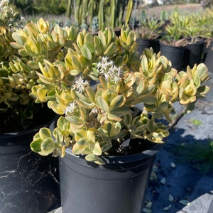 Large Crassula Jade With Character Easy to Care for Choose - Etsy