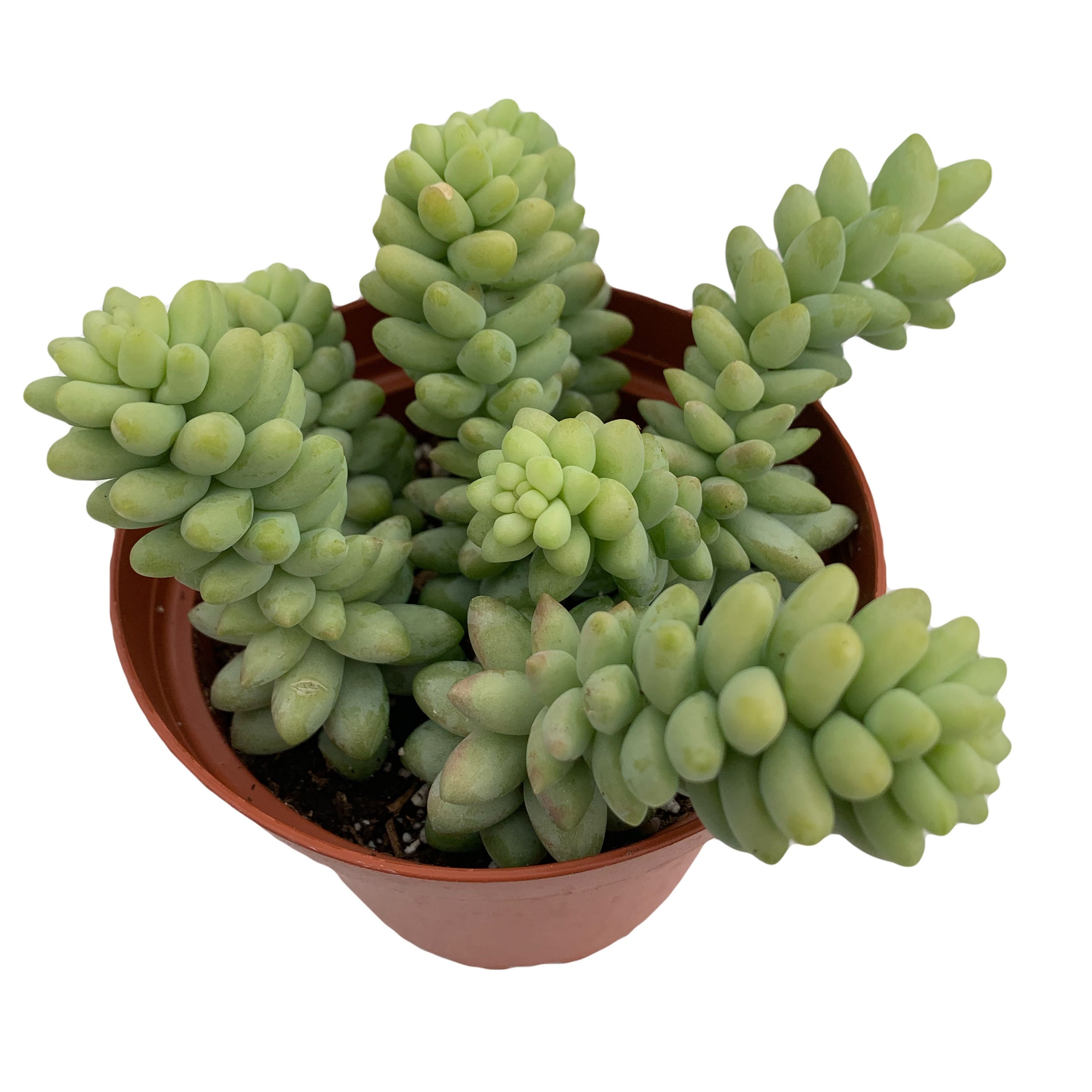 Sedum Morganainum Burro Tail - 4'' pot Donkey Tail