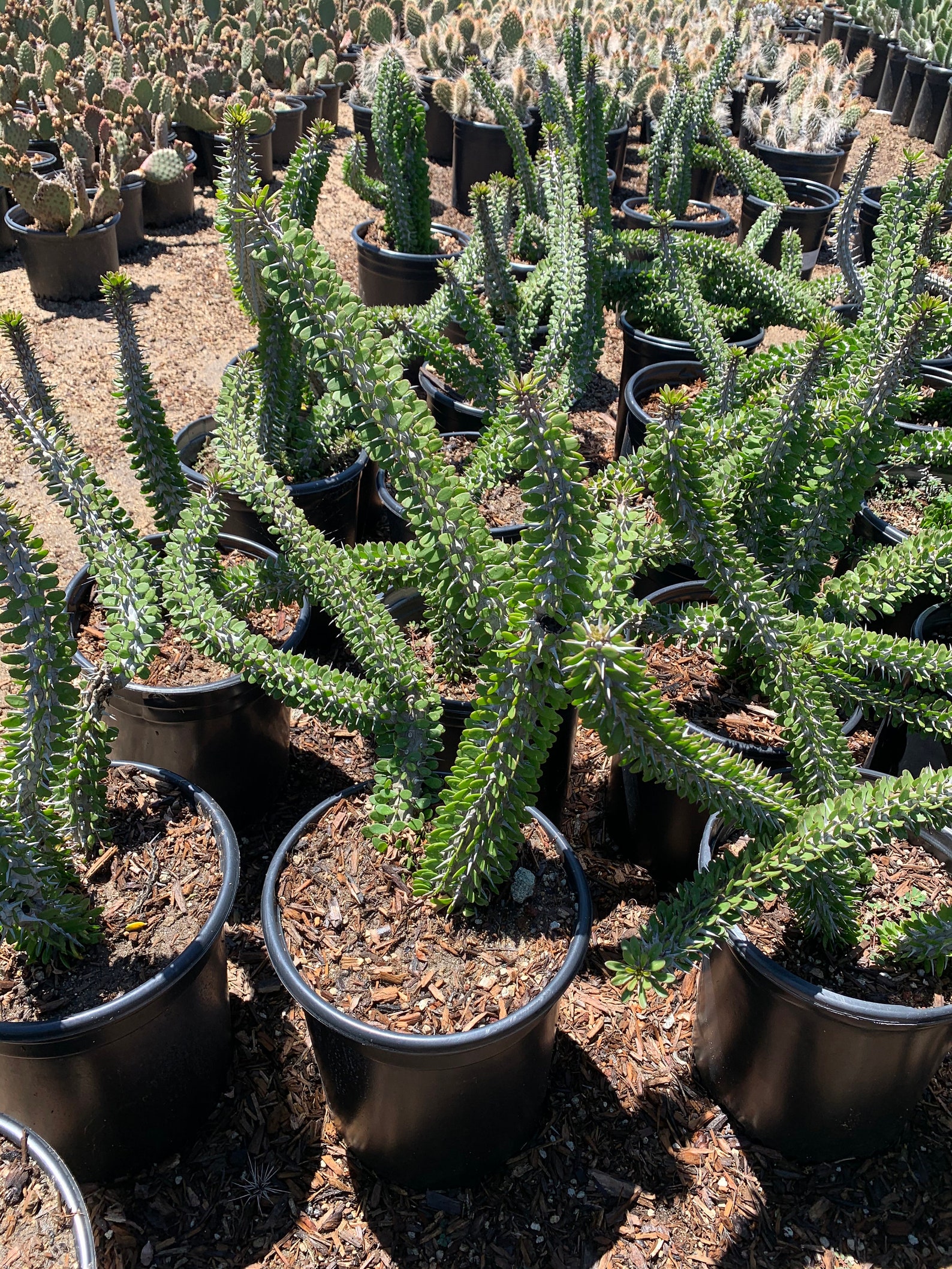 Alluaudia Procera Madagascar Ocotillo Live Large Plant Etsy
