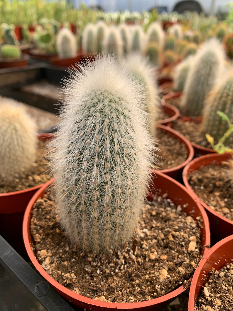 Cleistocactus Strausii Silver Torch Cactus 4 Pot - Etsy
