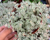 4 pot Sedum Little Missy