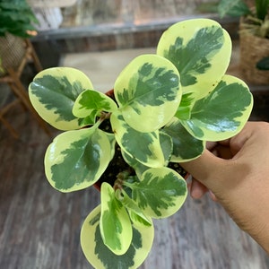 Peperomia Obstifolia Variegated  Marble Plant 4” pot