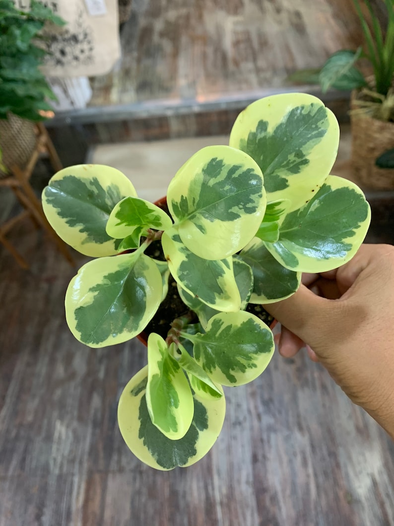 Peperomia Obstifolia Variegated Marble Plant 4 Pot Etsy