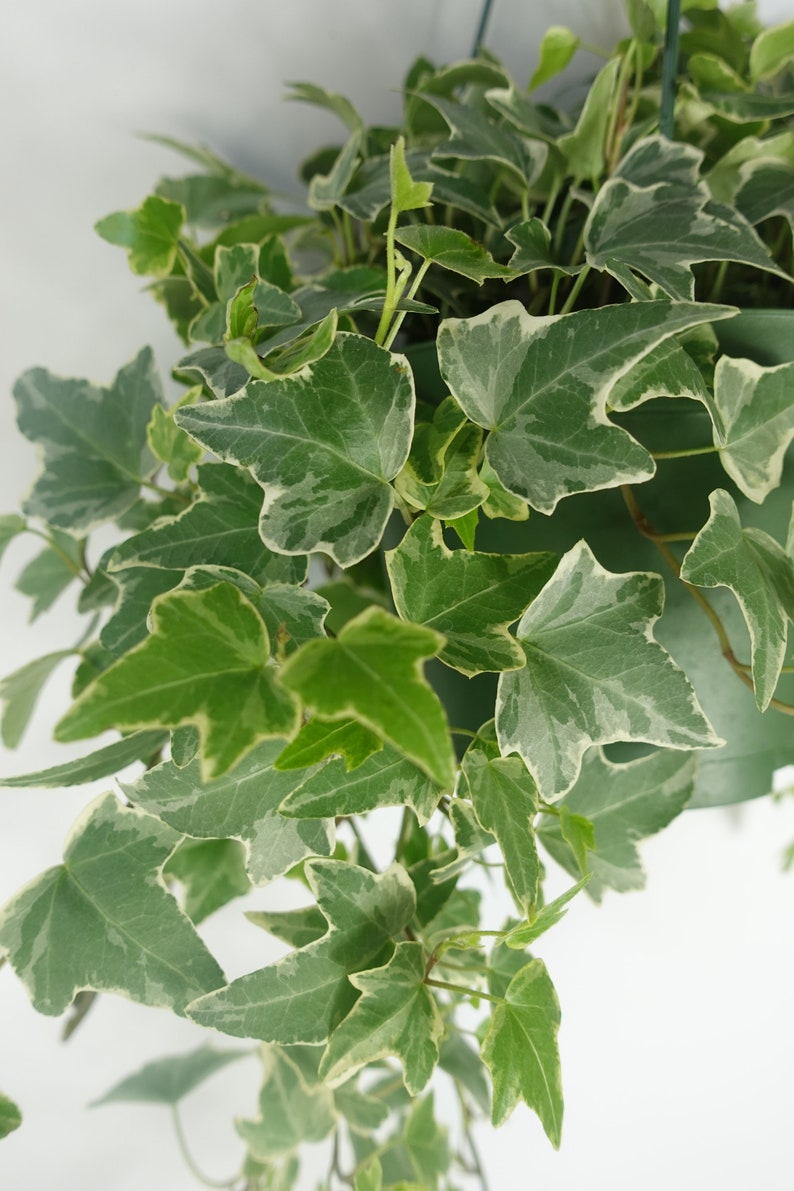 Long White Variegated Ivy Plant 6�� Pot Trailing plant Etsy