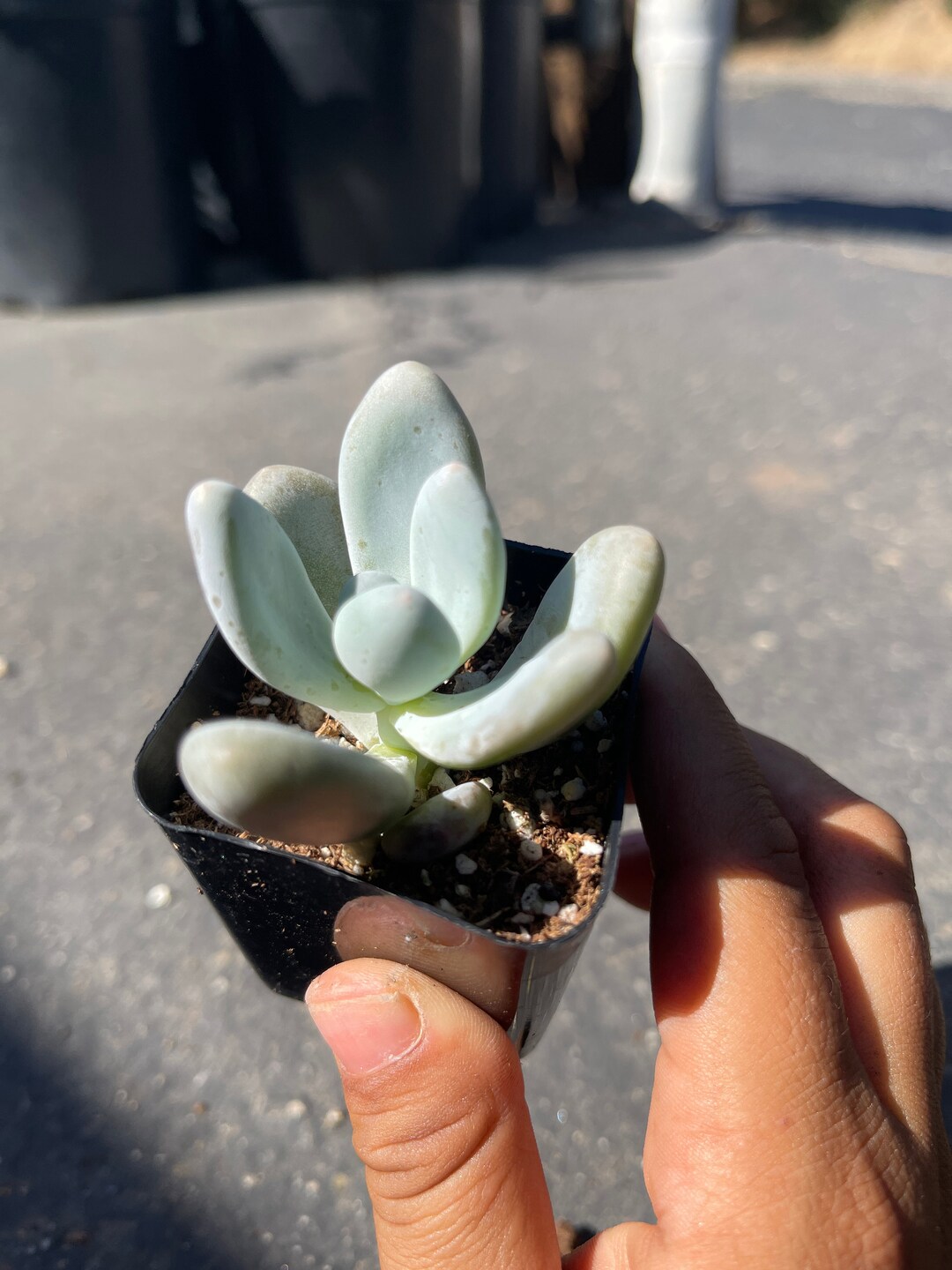 Pink Moonstone Succulent 2 Pot Etsy