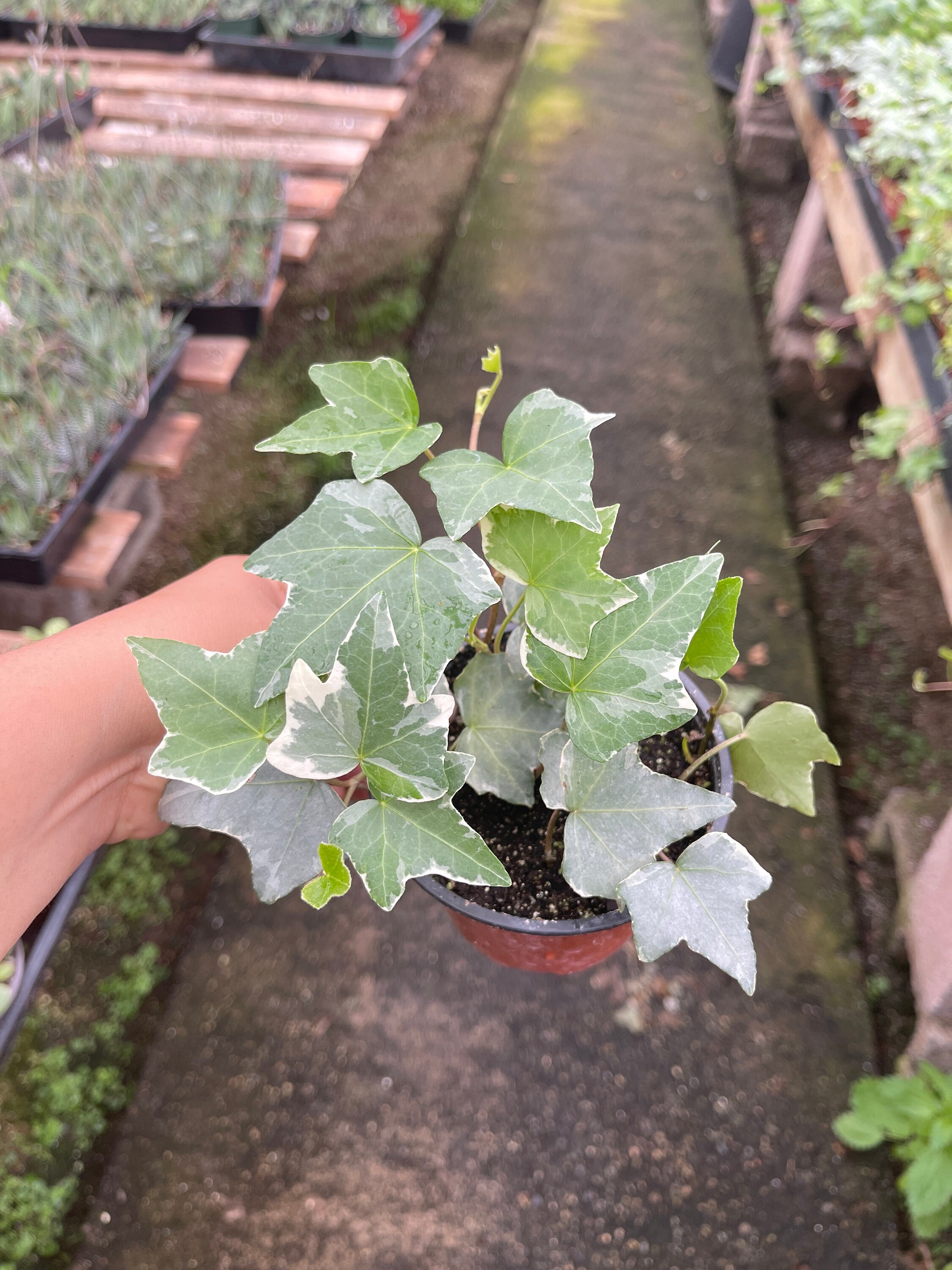 4 Pot Variegated White English Ivy Etsy