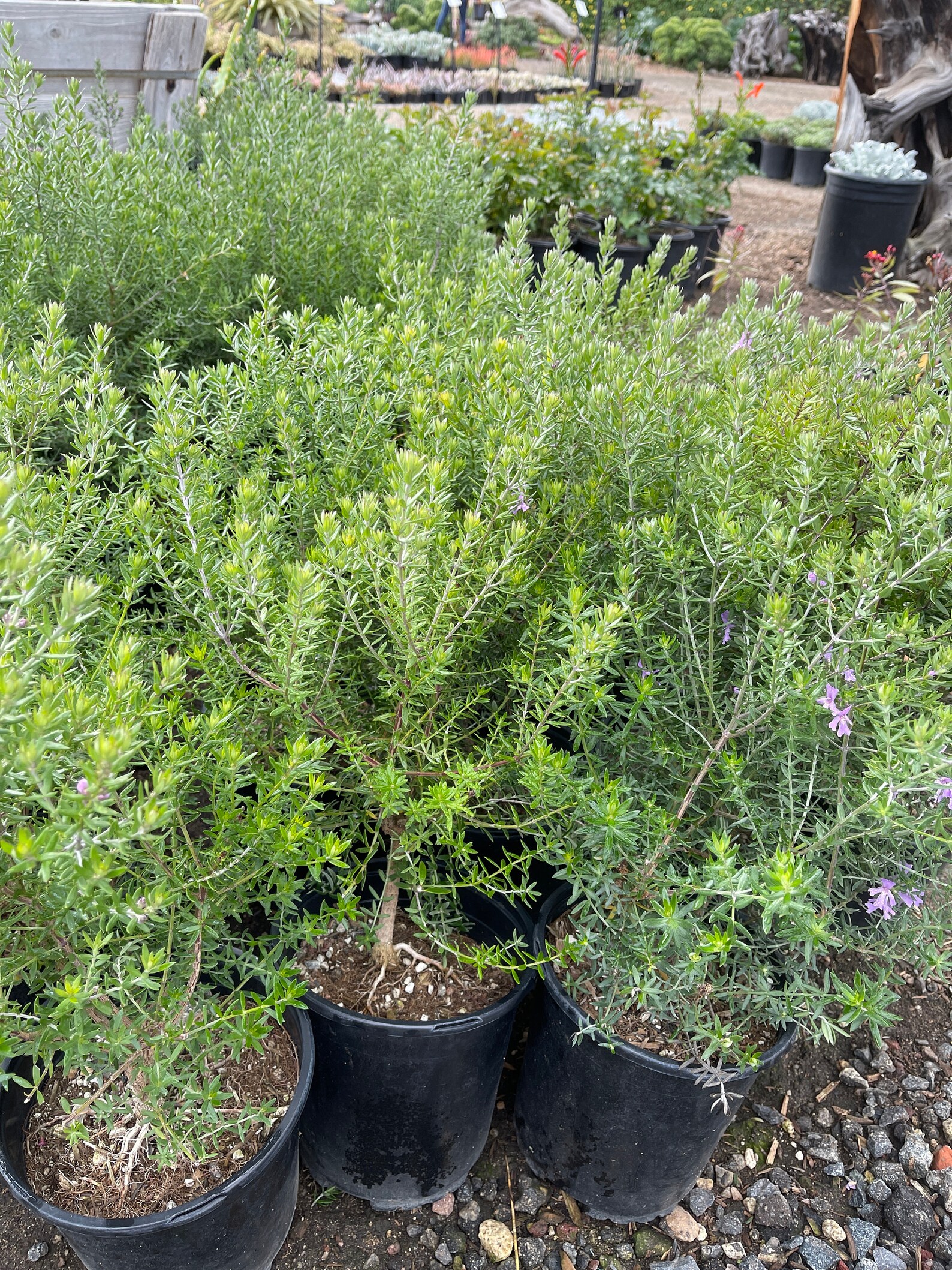 Westringia coastal rosemary live plant 1gal Etsy