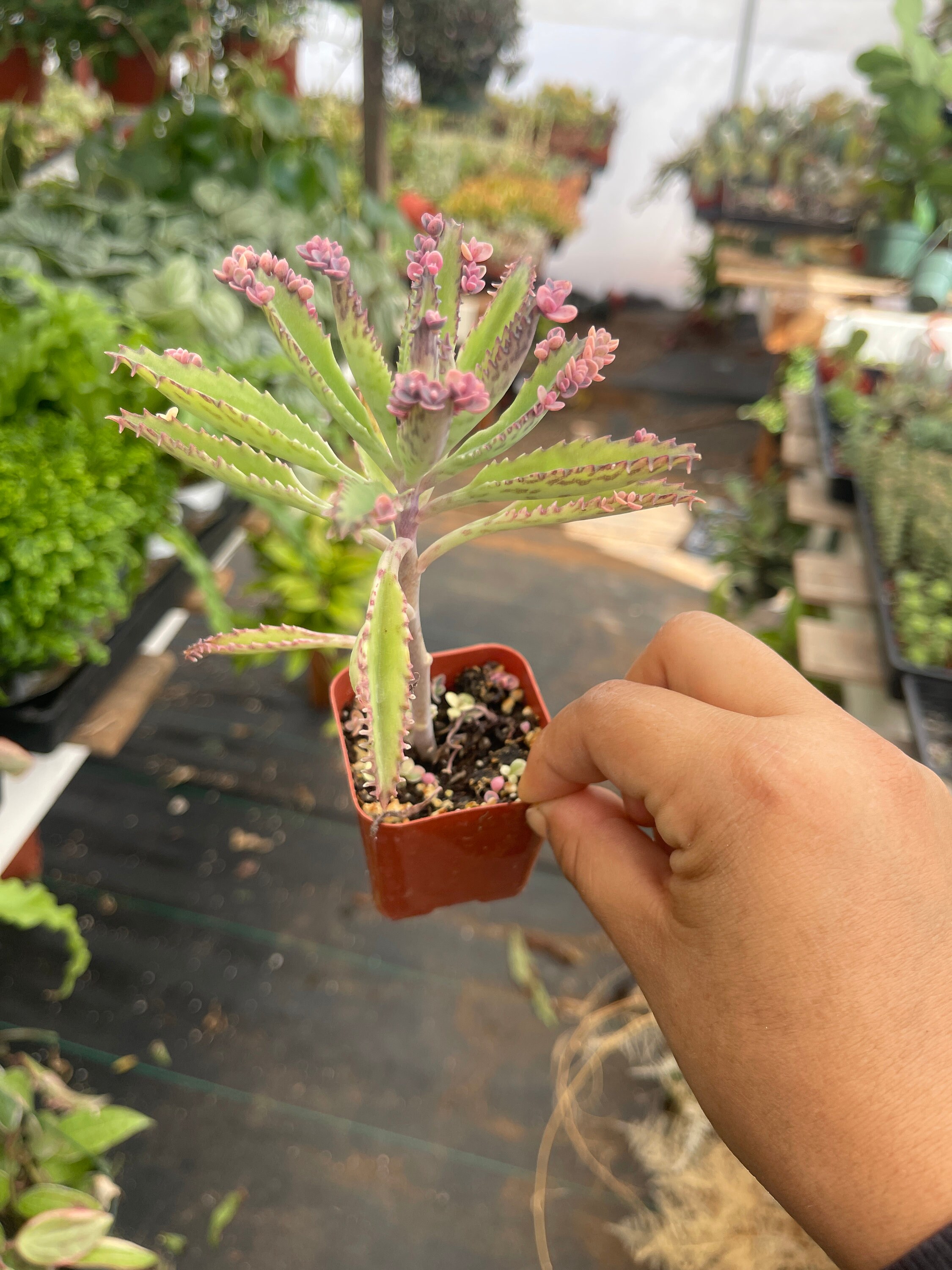 Kalanchoe Pink Butterfly Live Plant Etsy