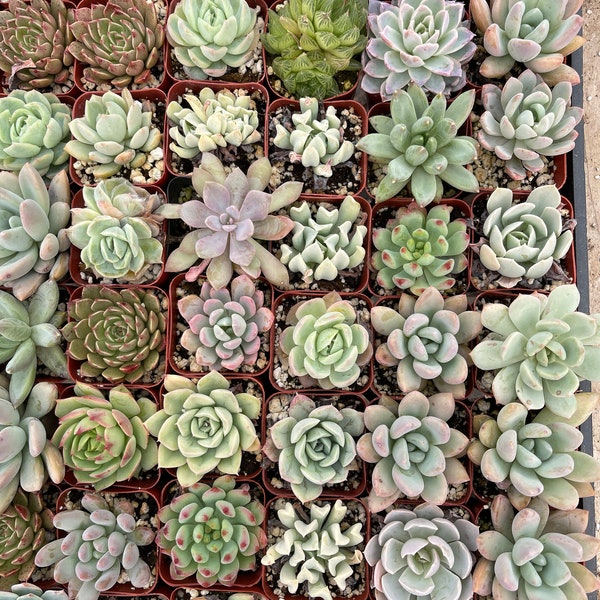 5pk/10pk Asssorted Succulents Live Plants