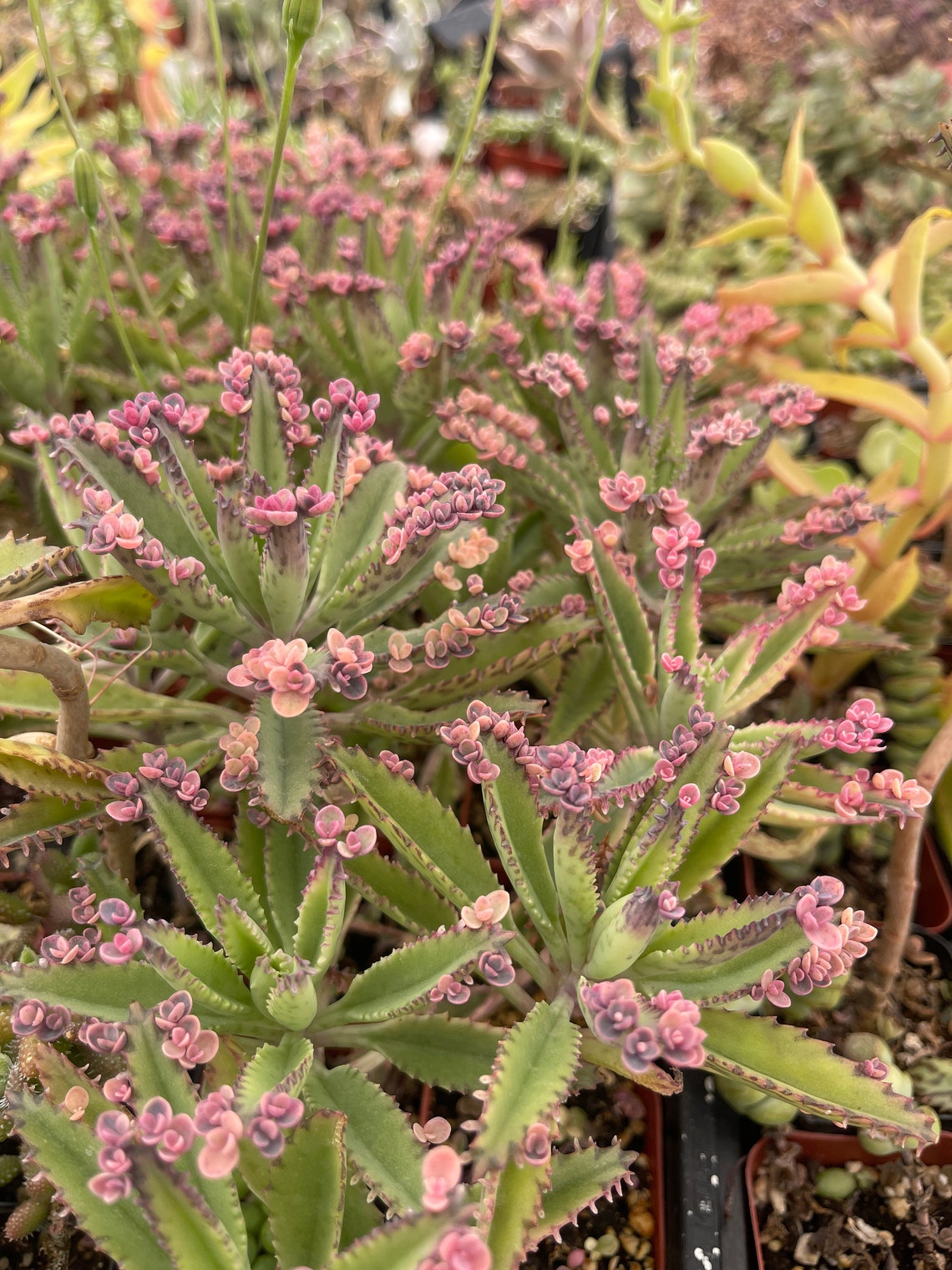 Kalanchoe Pink Butterfly Live Plant Etsy