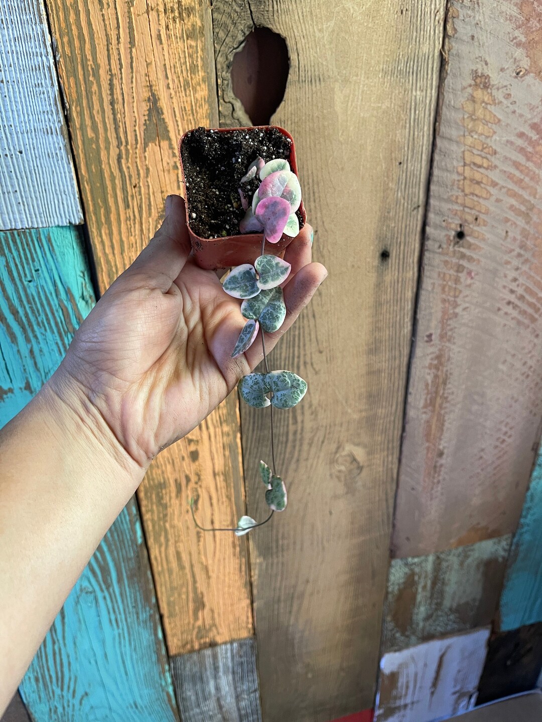 2pot VSOH Variegated String of Hearts Long 4 Rooted Tuber Etsy