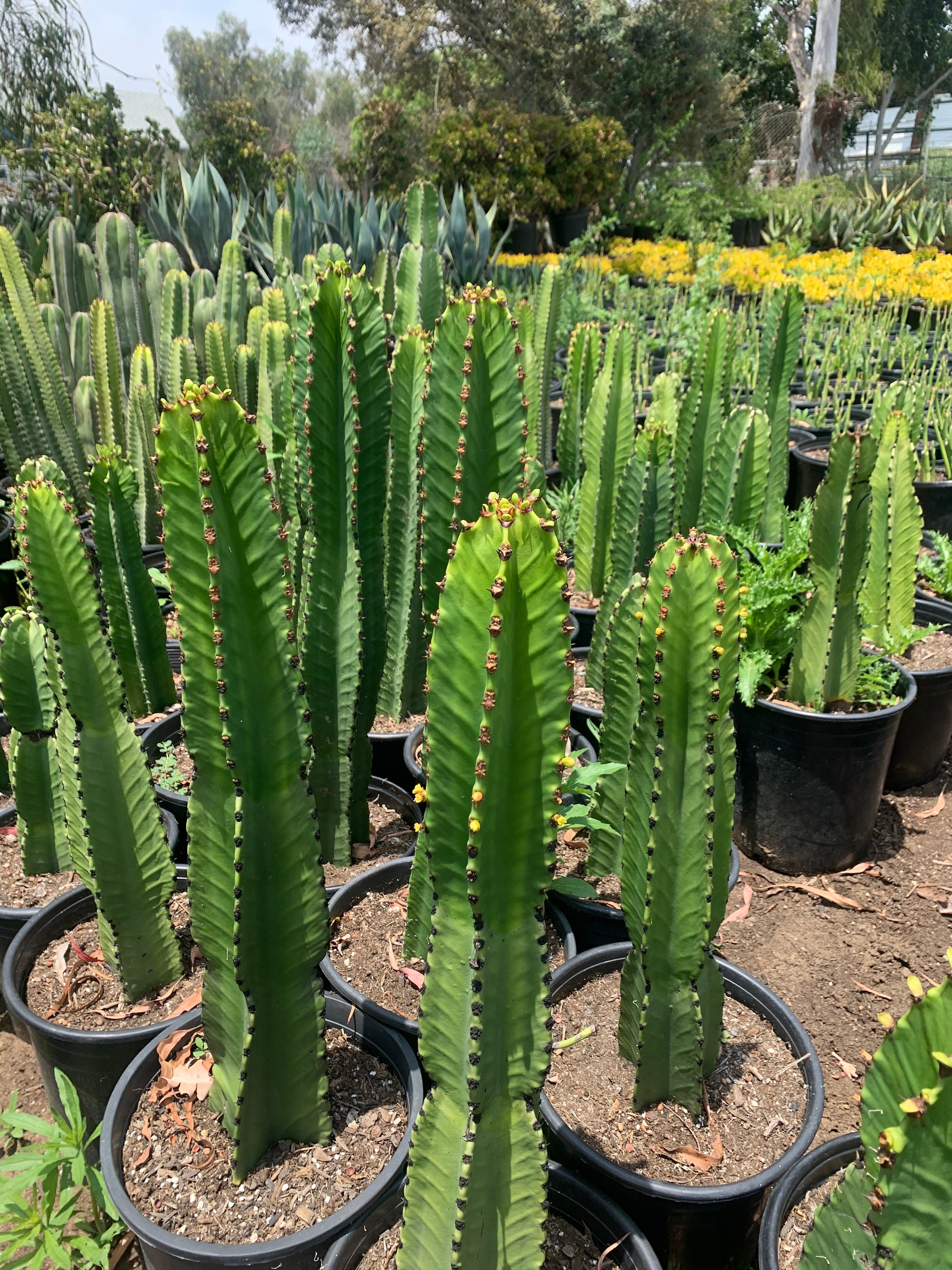 Euphorbia Ingens Candelabra Tree Large Live Plant 20tall Etsy