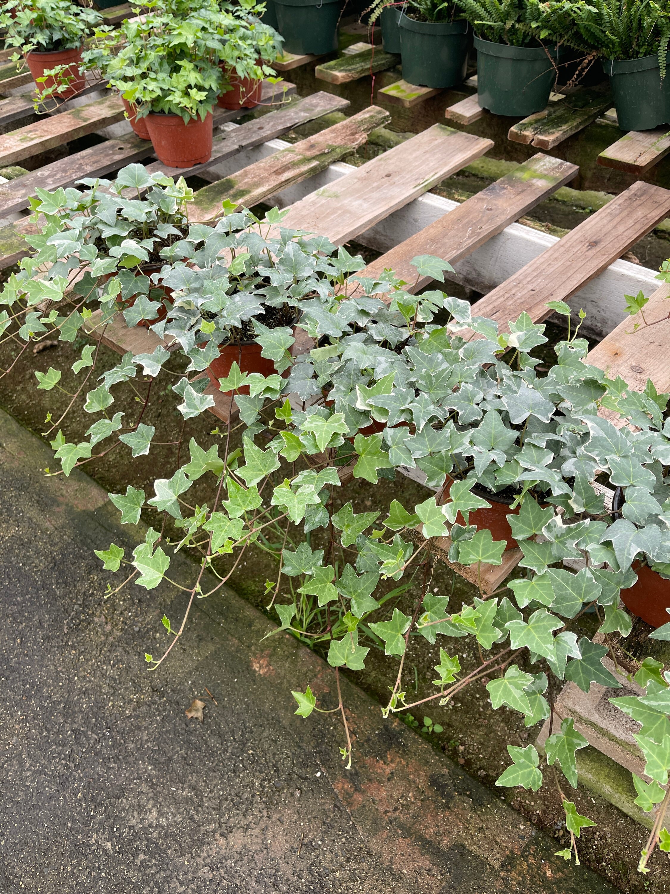 Long White Variegated Ivy Plant 6�� Pot Trailing plant Etsy