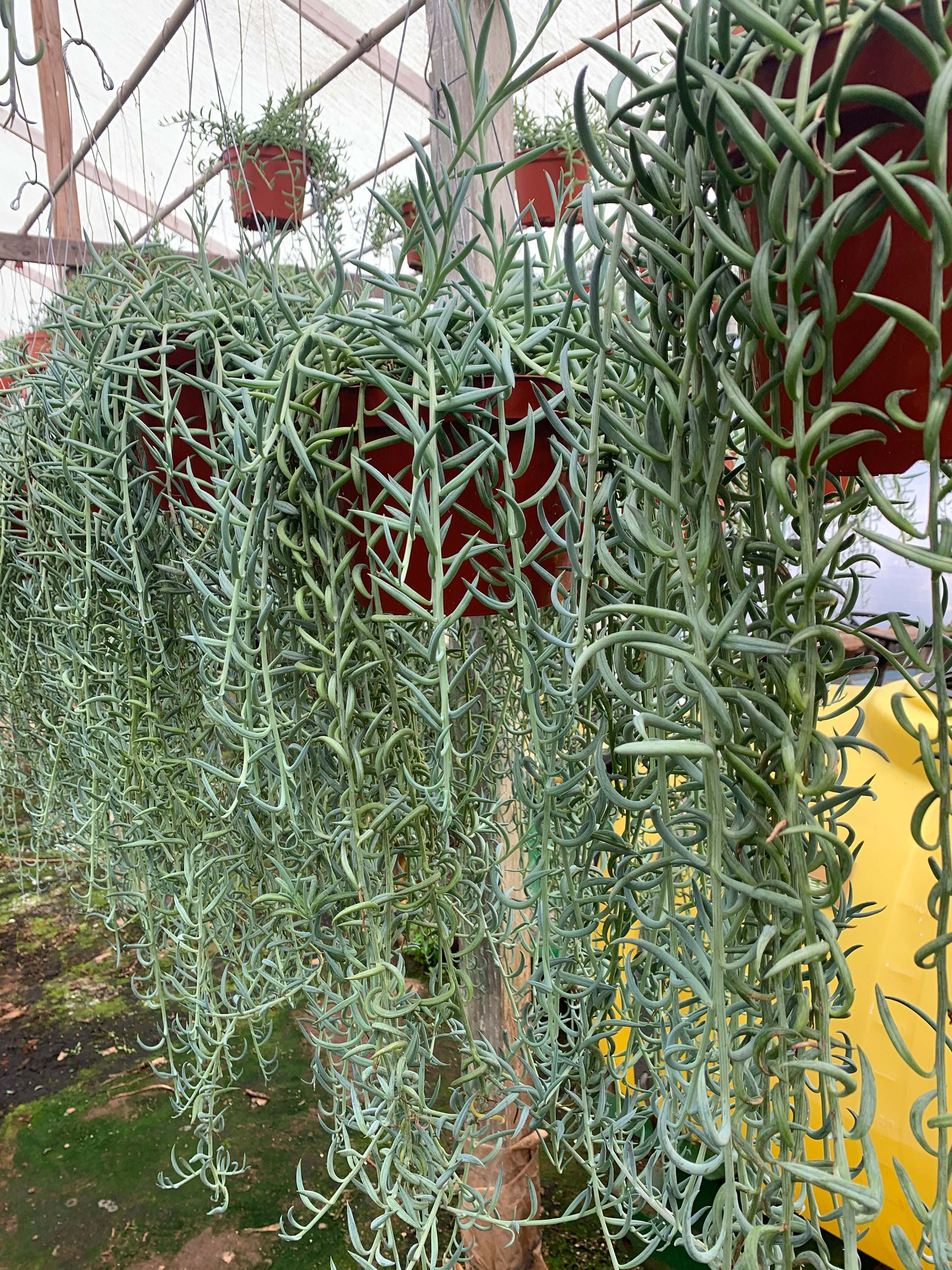 Very Large Senecio Radicans Fish Hooks 8 Pot Senecio Fish Etsy UK