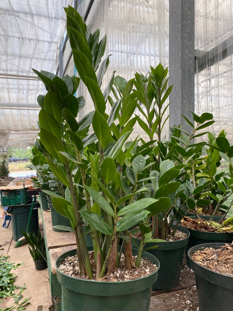 ZZ plant Large 8 plant Zamioculcas zamiifolia live plant