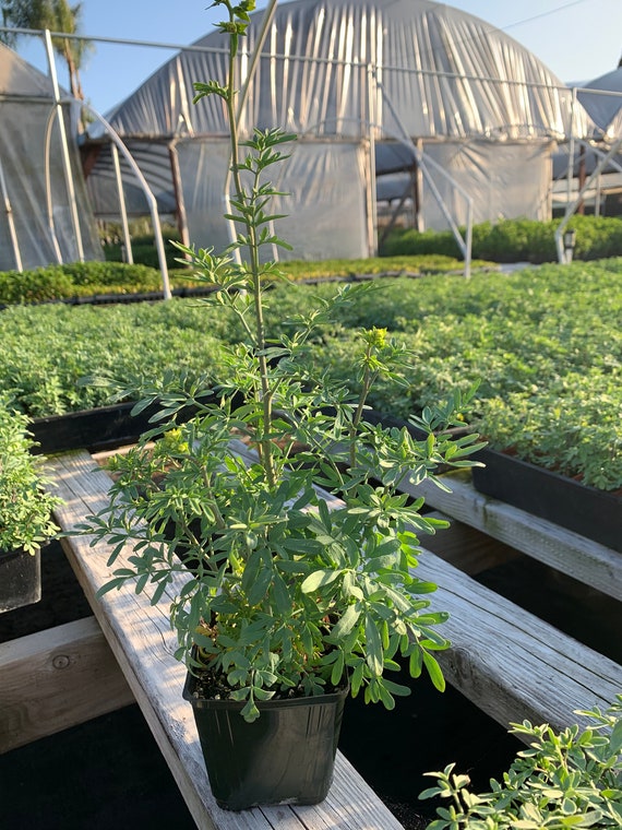 Live Plant Ruda Herb of Grace Common Rue Ruta Graveolens