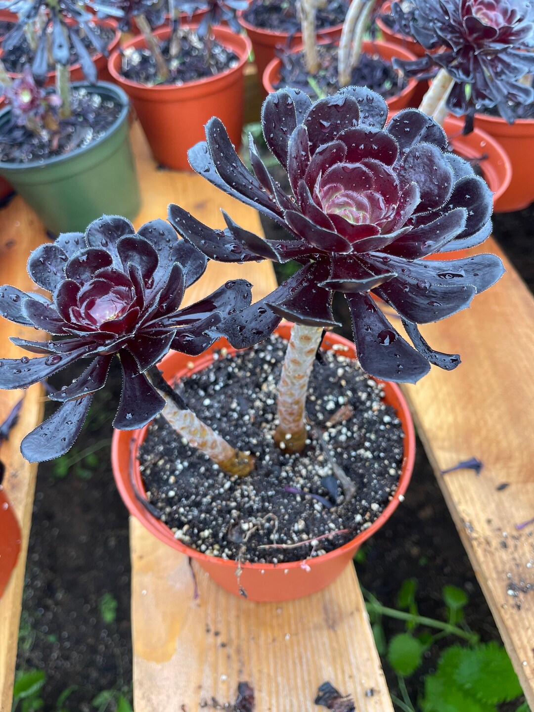 6 Aeonium Black Rose Live Plant 2plants per Pot - Etsy