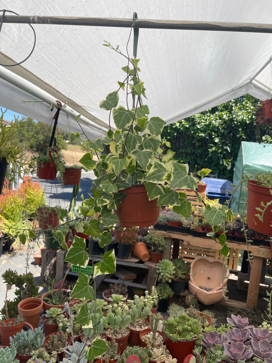 Variegated 'Wax Ivy' Houseplant in 6 Inch Pot Etsy