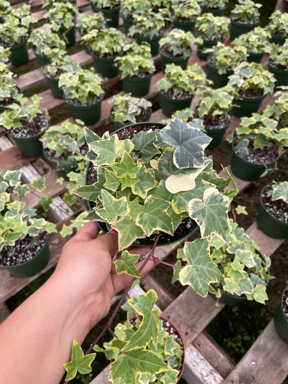 6 Variegated Plant English Ivy Hedera Helix -