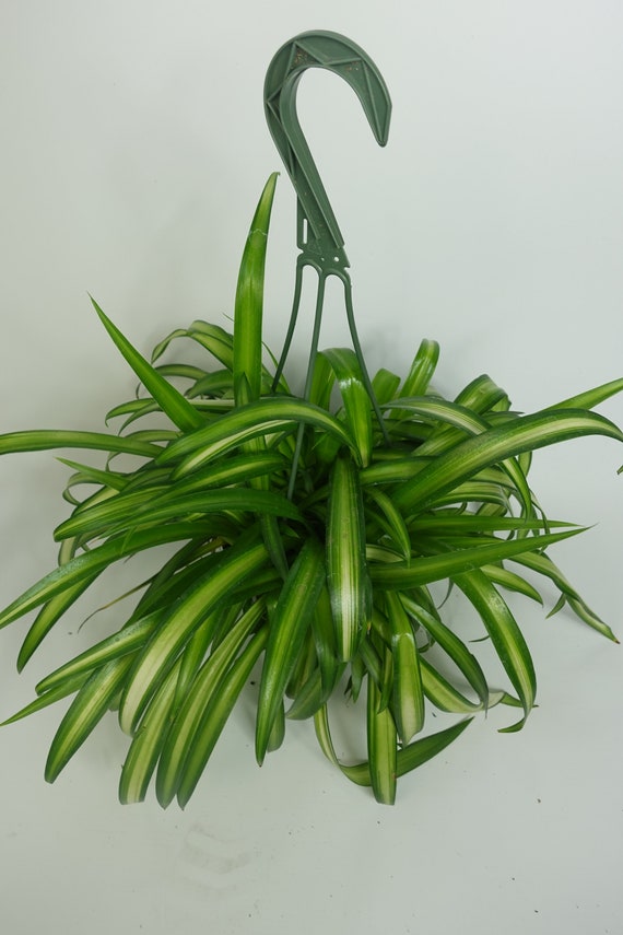 Hawaiian Spider Plant