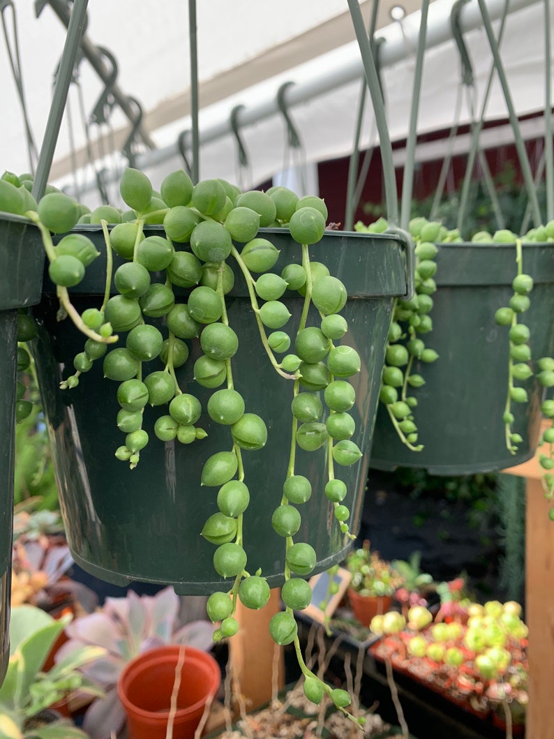 String of Pearls plant string of peas 6�� Pot Etsy
