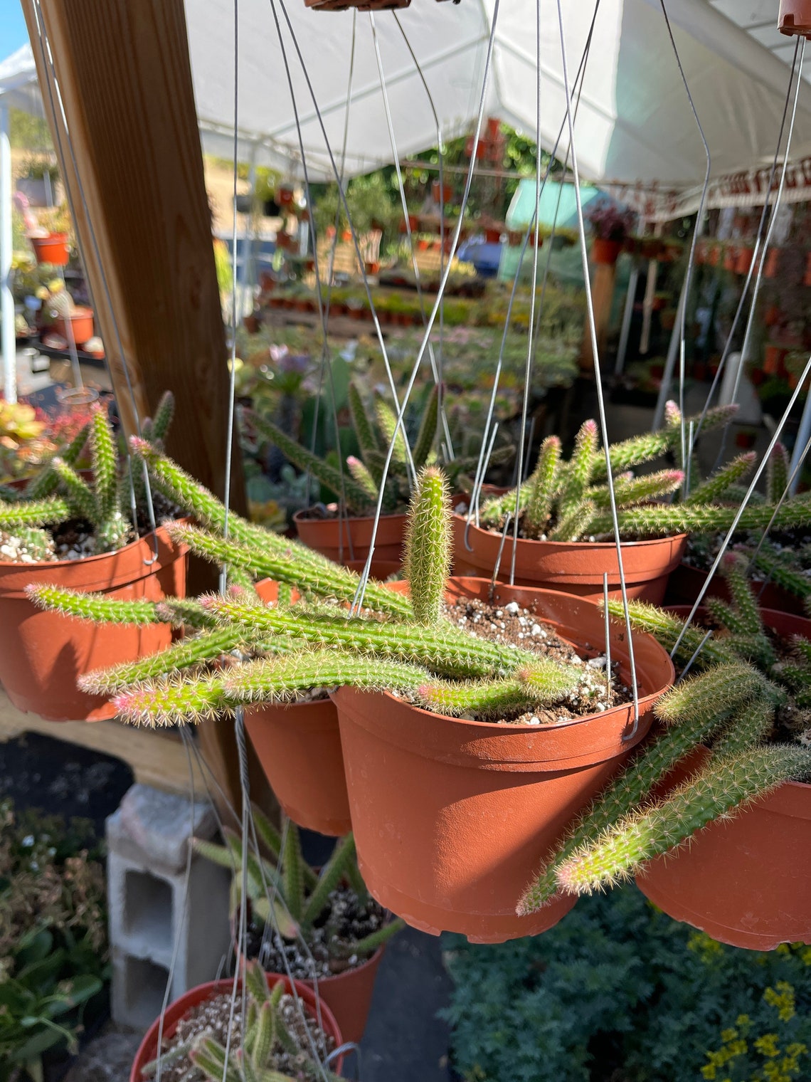 Rat tail Cactus Aporocactus flagelliformis 6 pot Etsy