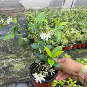 4’’ Star Jasmine Plant Live plant