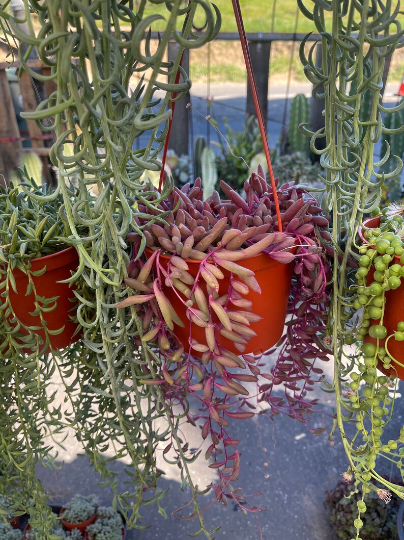 6pk String of Things Trailing Succulents Collection Pearls Etsy