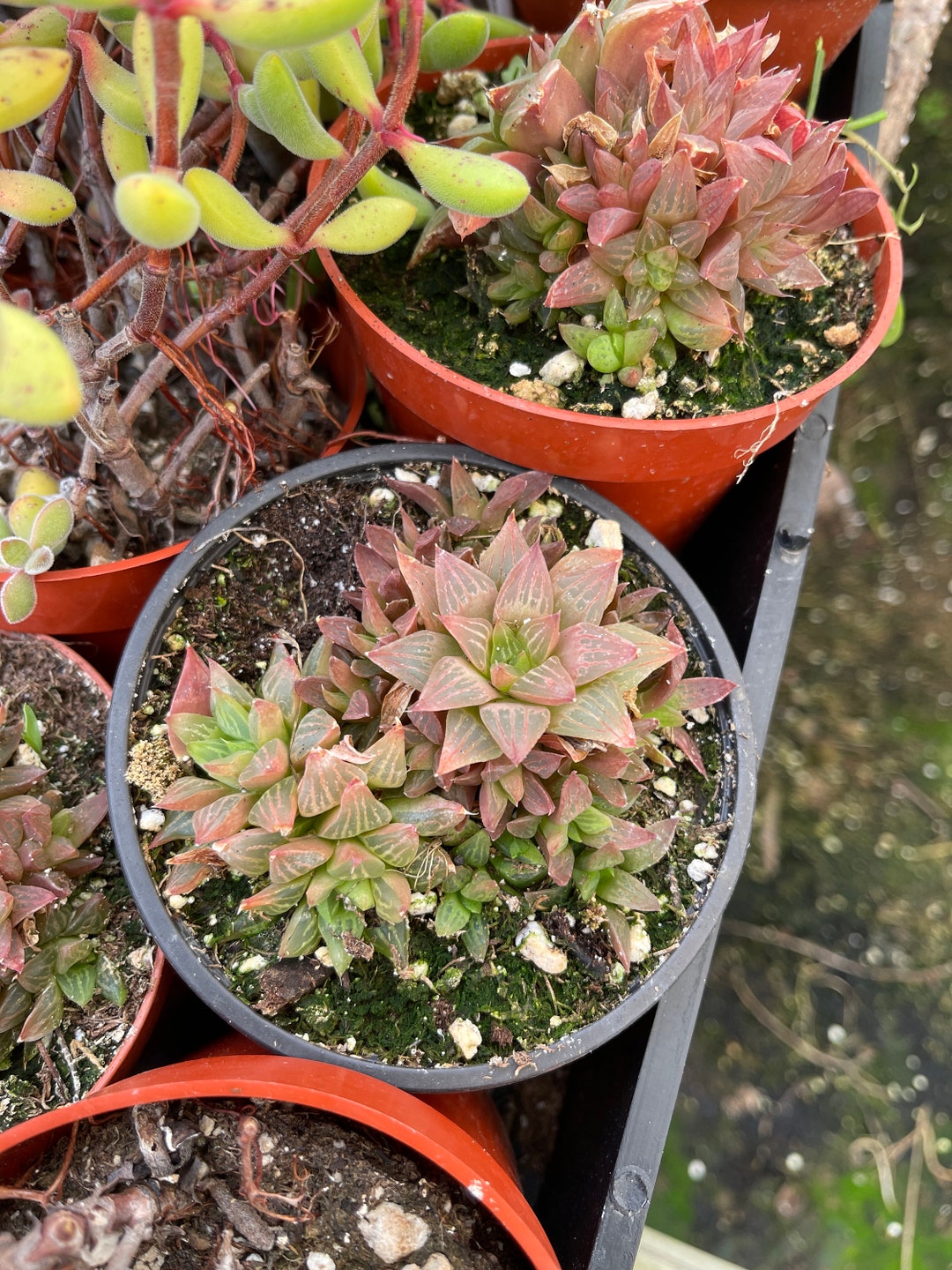 Stressed Pink Tint Haworthia Star Cactus Cluster Etsy