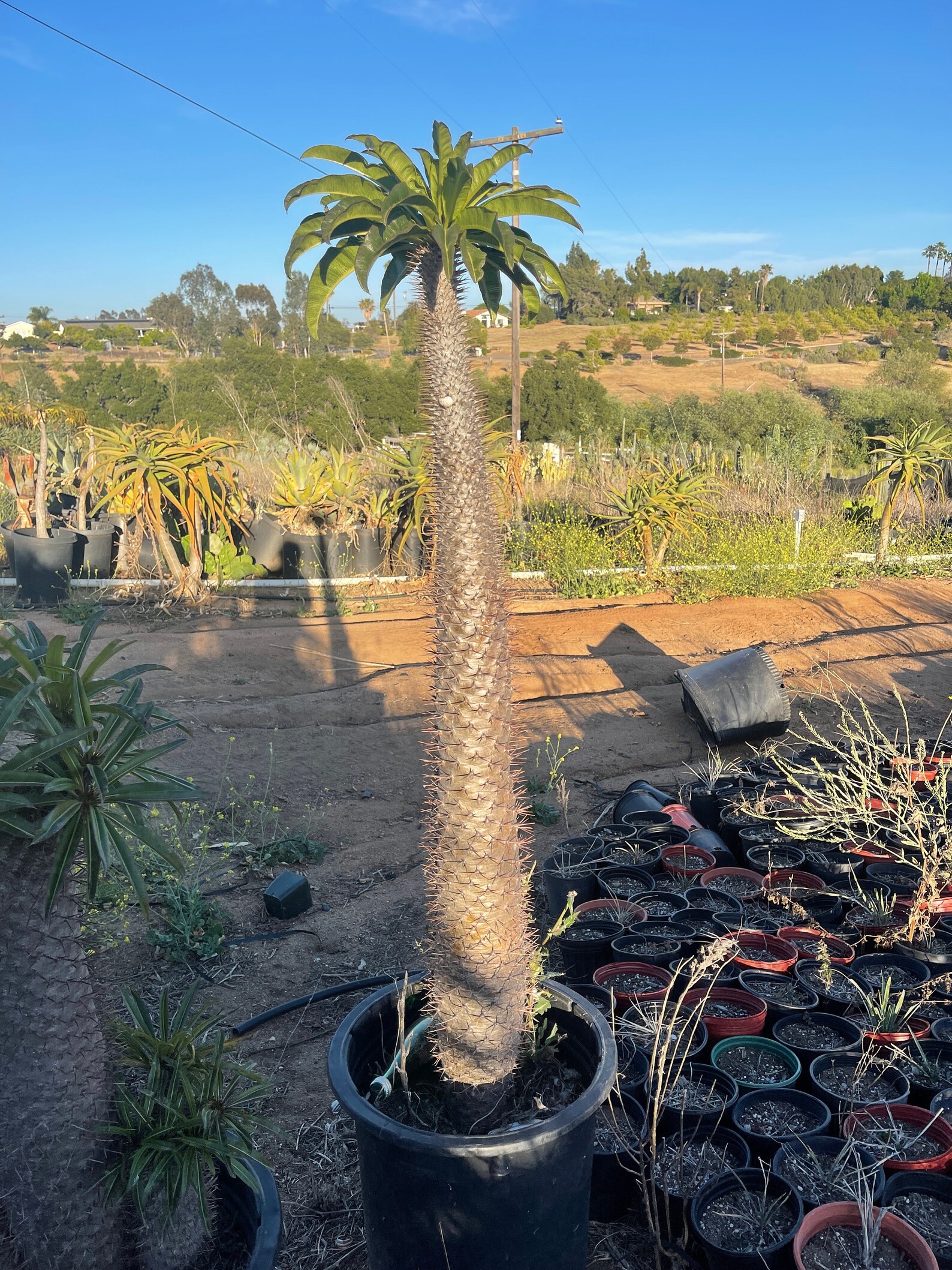 Large Madagascar Palm For Sale