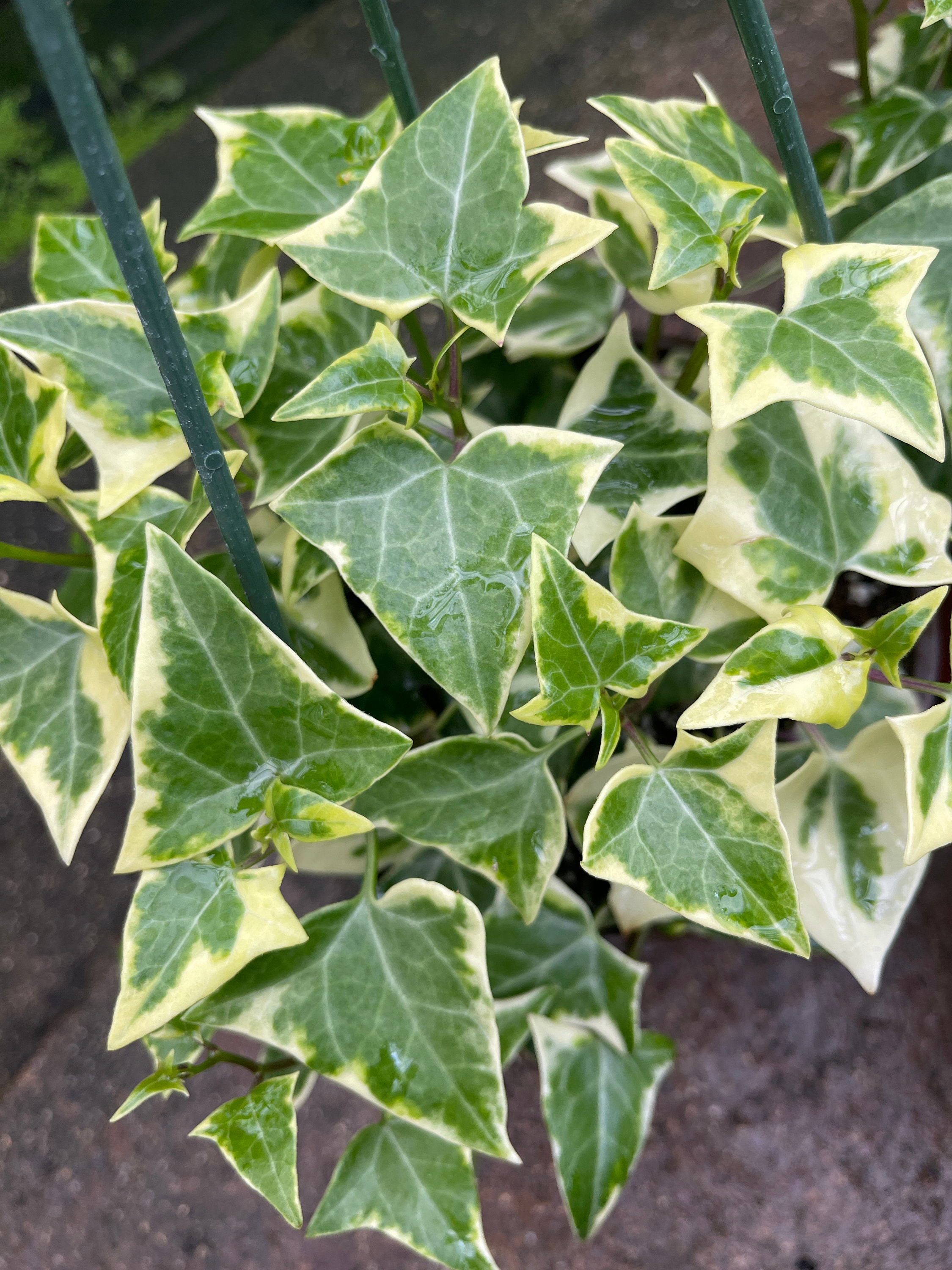 Variegated 'Wax Ivy' Houseplant in 6 Inch Pot Etsy