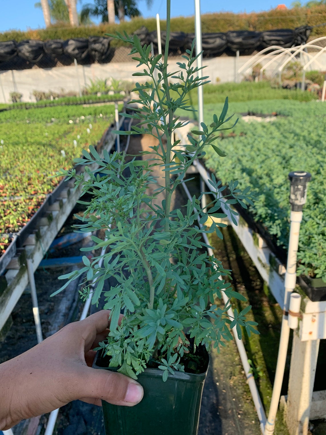 Live Plant Ruda Herb of Grace Common Rue Ruta Graveolens