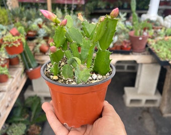 Thanksgiving Cactus Live plant 4’’ pot