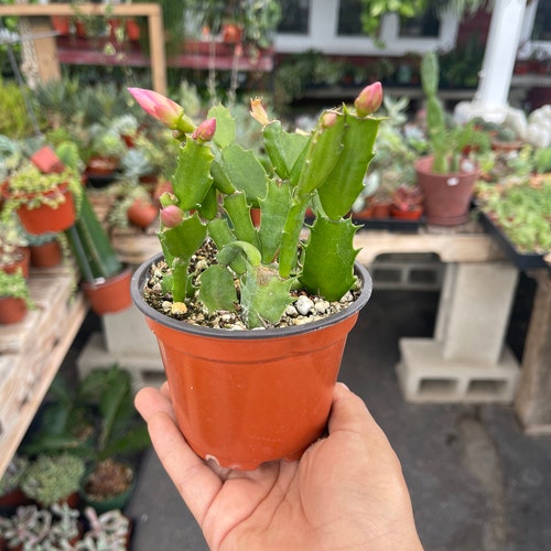 Red Christmas Cactus Live Plant Zygocactus 4 Pot Indoor Etsy