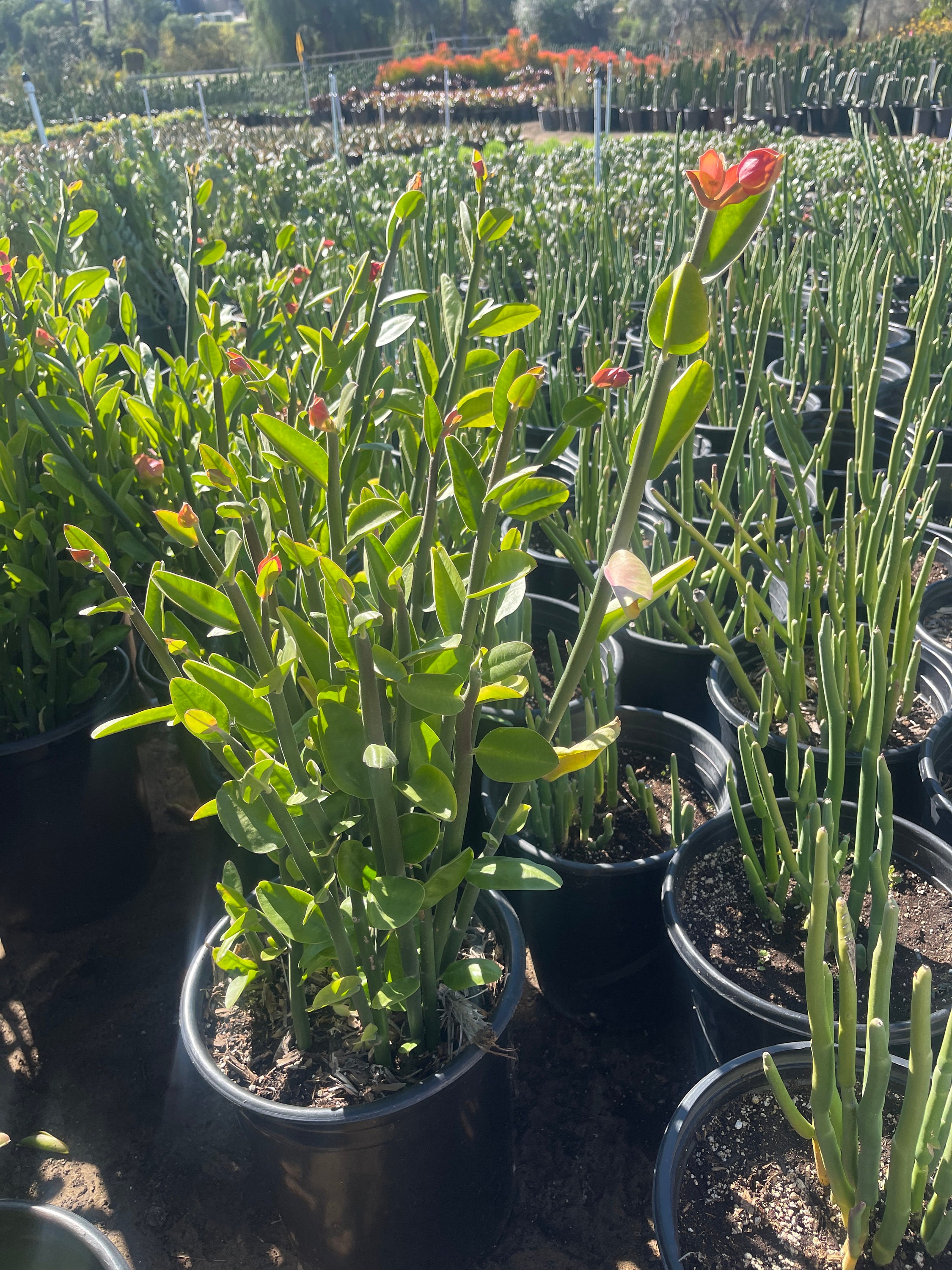 Tall slipper plant sale