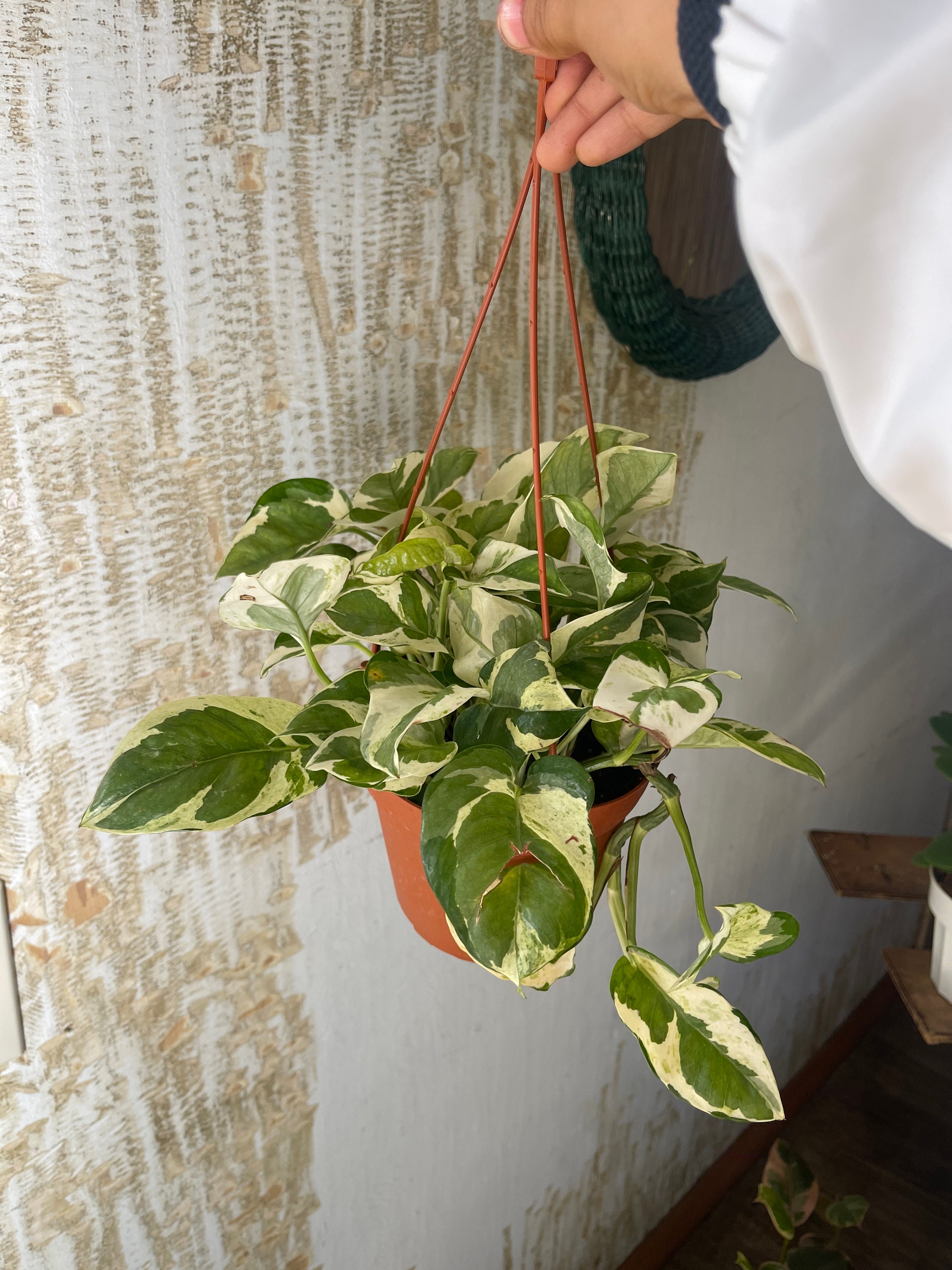 Une Plante Pothos Suspendue à Un Crochet De Plafond