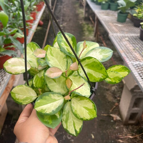 Hoya Australis Lisa 6 Pot Etsy