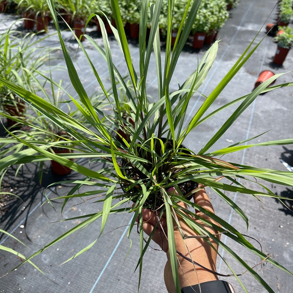 4’’ pot Lemon Grass Live plant