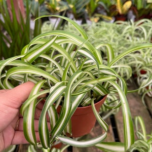 Curly Spider plant Bonnie in a 4” pot