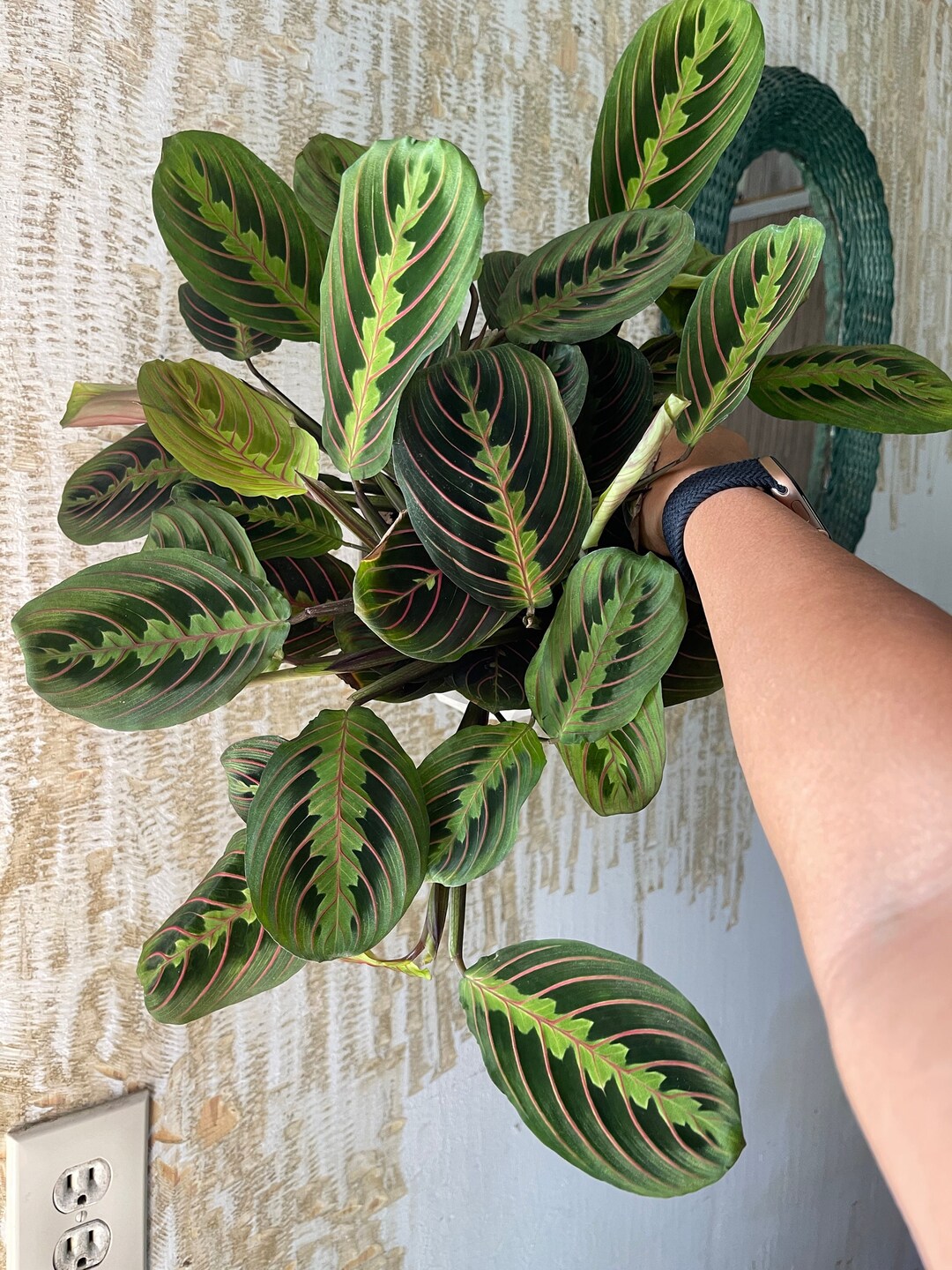 Red Maranta Prayer Plant Large 6 Pot Etsy