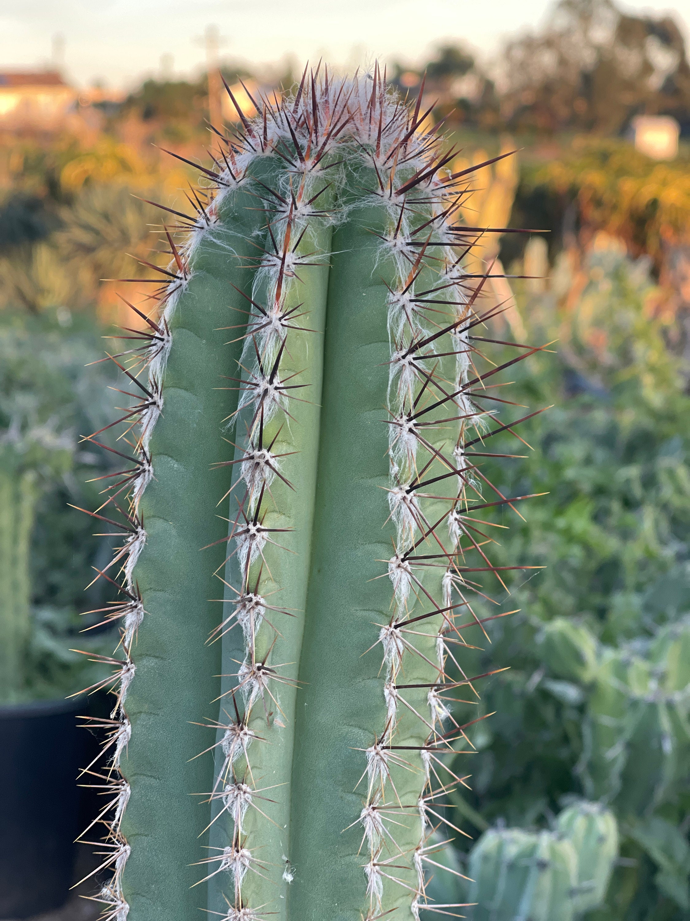 Pilocereus Leucocephalus Pachyclaudus Large Plant Etsy