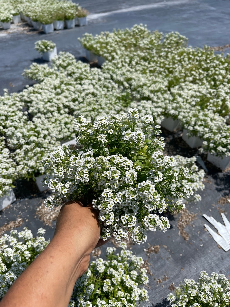 Sweet Alyssum Giga White Live Plant 4 Pot Etsy