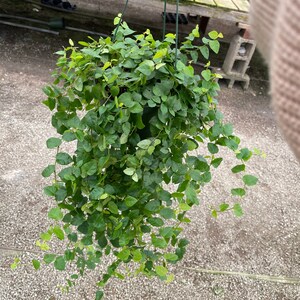 Creeping Fig Ficus Repens 6" pot  indoor live house plant