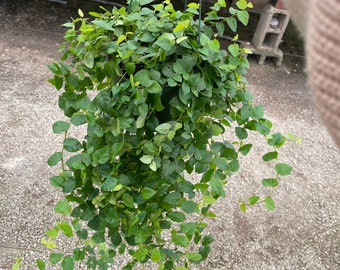 Creeping Fig Ficus Repens 6" pot  indoor live house plant