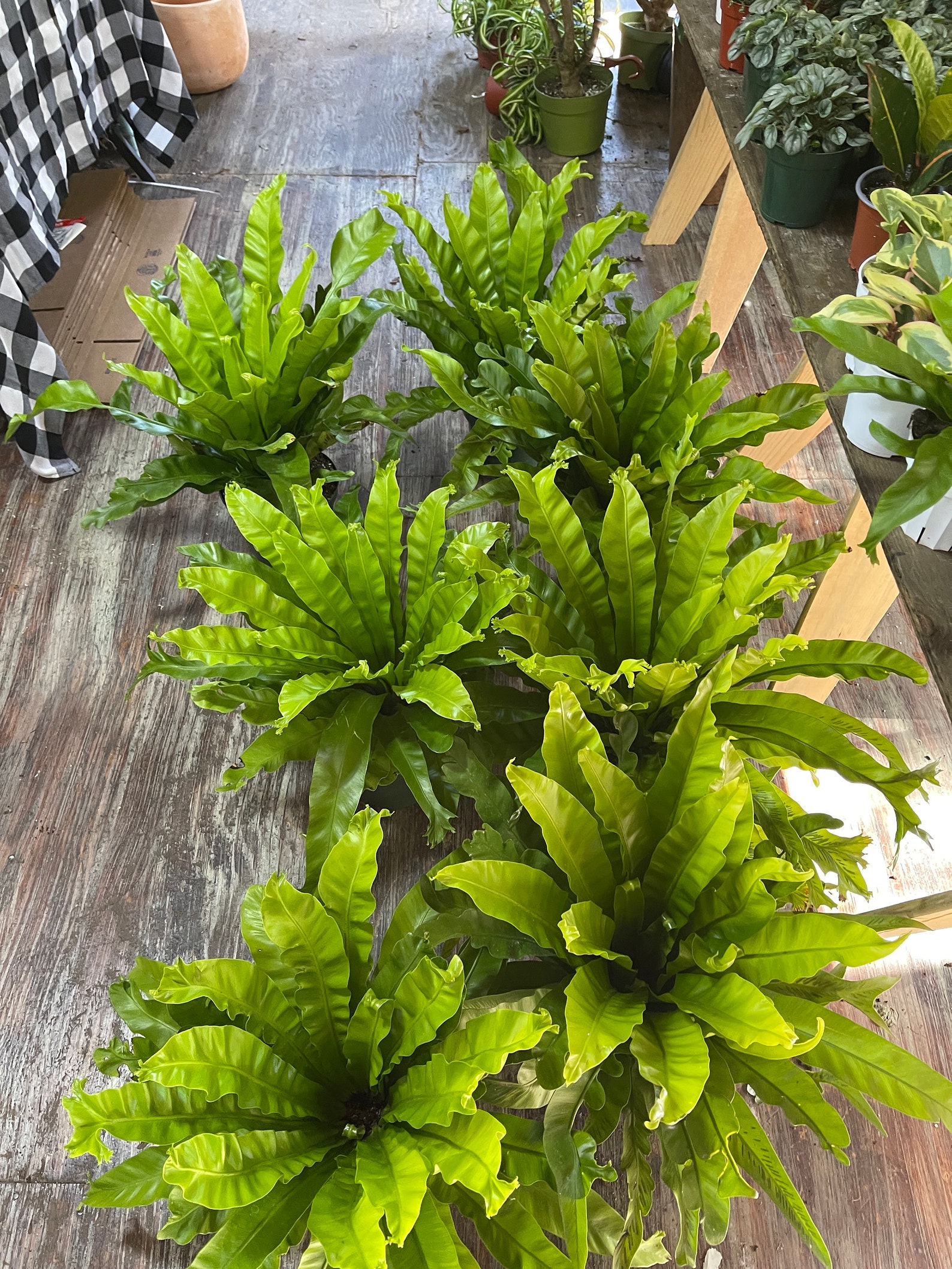 8 pot Bird Nest Fern Leslie Bird nest Fern 15 tall and wide Etsy